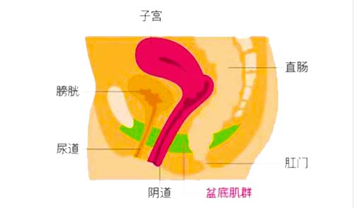 产后两年多子宫脱垂该怎么办？