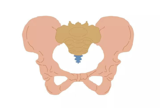 盆底漫画｜90%的人不知道，身体里居然住着一个“盆”